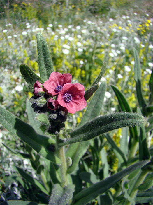 Cynoglossum montanum / Lingua di cane montana